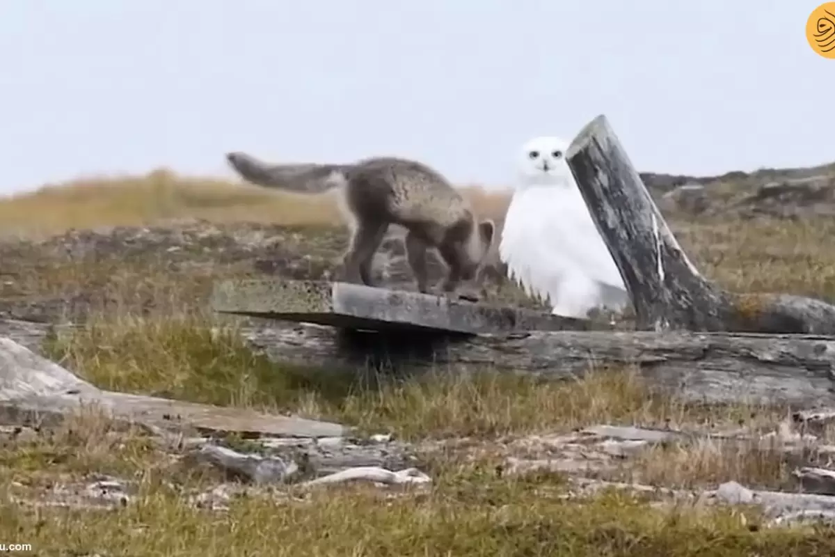 (ویدئو) بازیگوشی دیدنی یک روباه در مقابل جغد قطبی