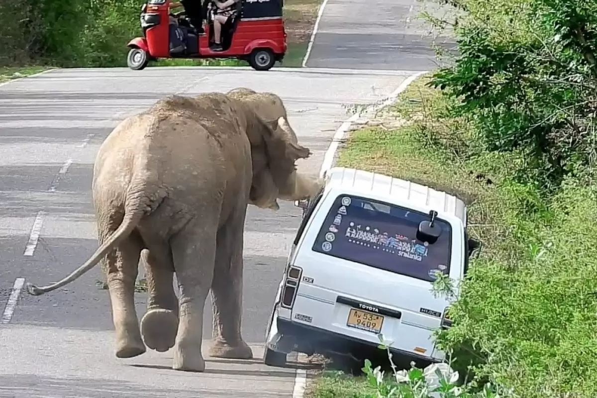 (ویدئو) هجوم فیل گرسنه به خودروی گردشگران