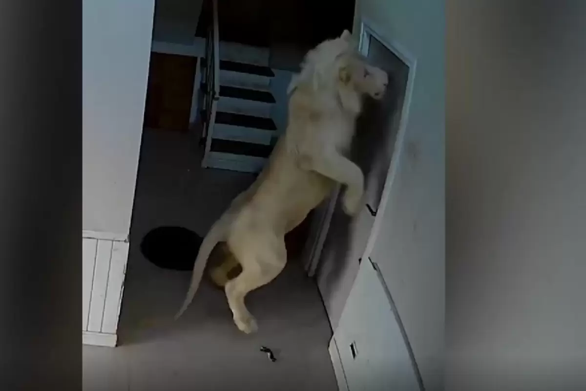 (ویدئو) شیر سفید زندانی شده درب اتاق را خراشید