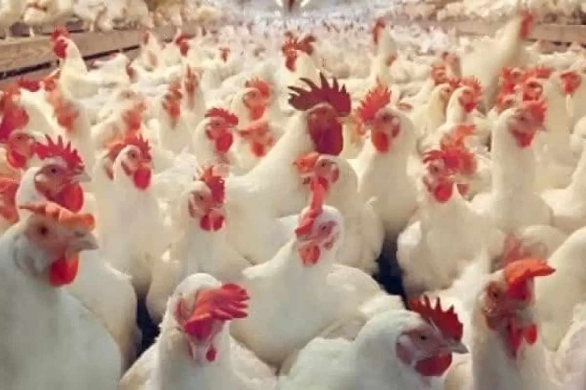 مرغ های زنده احتکار شده در بازار توزیع شد