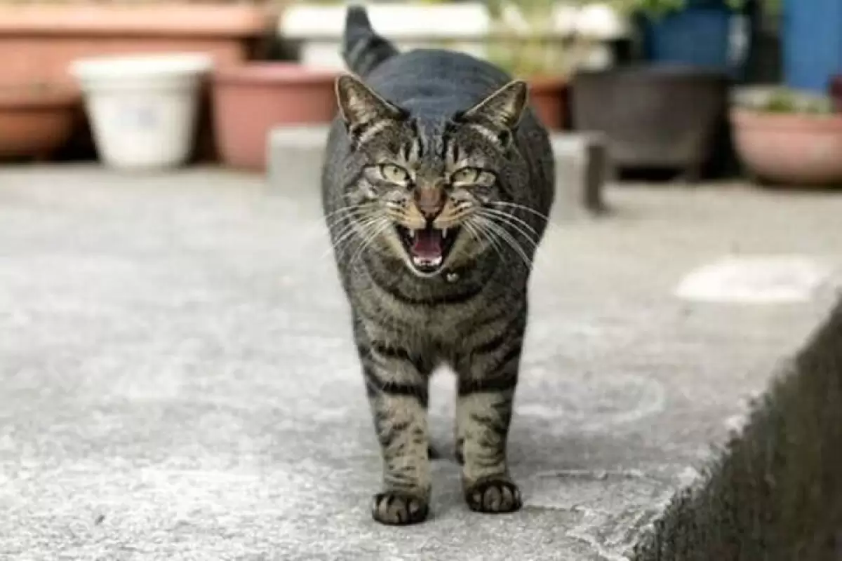 ببینید | بنزسواری عجیب یک گربه خیابانی در کوچه پس‌کوچه‌های استانبول!