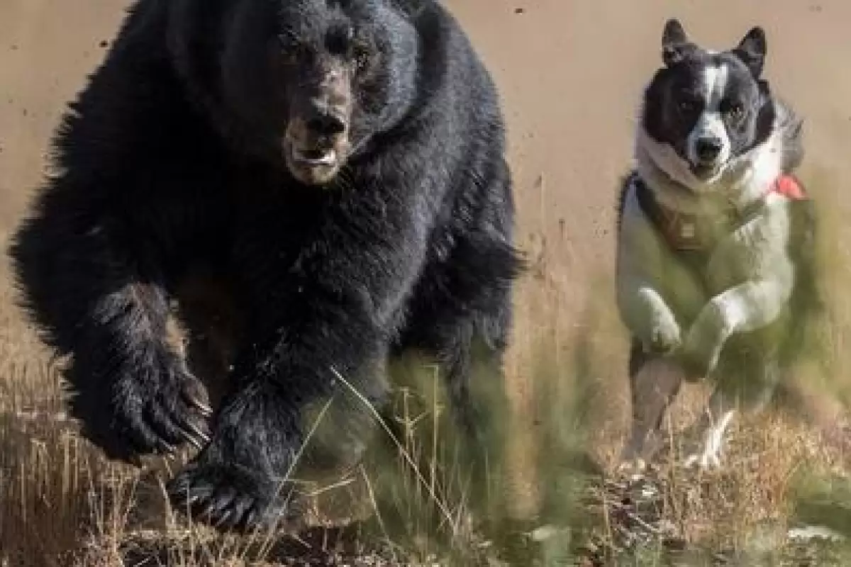 (ویدئو) سگ‌ های ژاپنی قرار است از خرس‌ها در برابر انسان‌ها محافظت کنند!