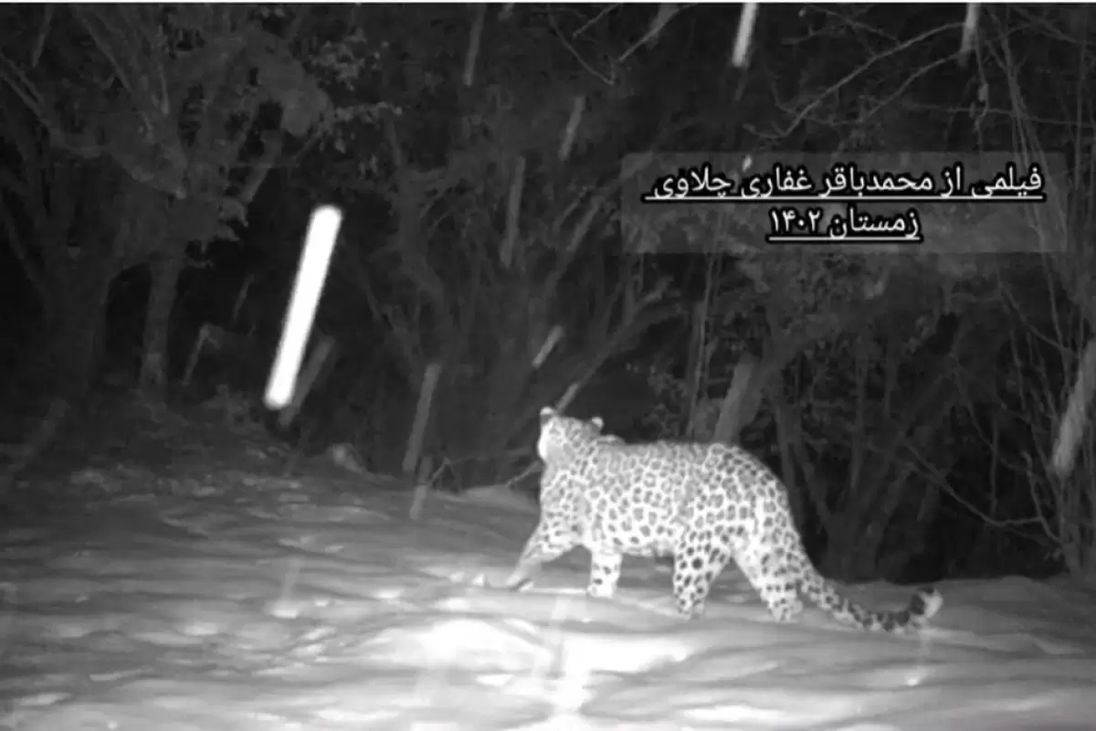 (ویدئو) پرسه پلنگ ایرانی در جنگل برفی هیرکانی