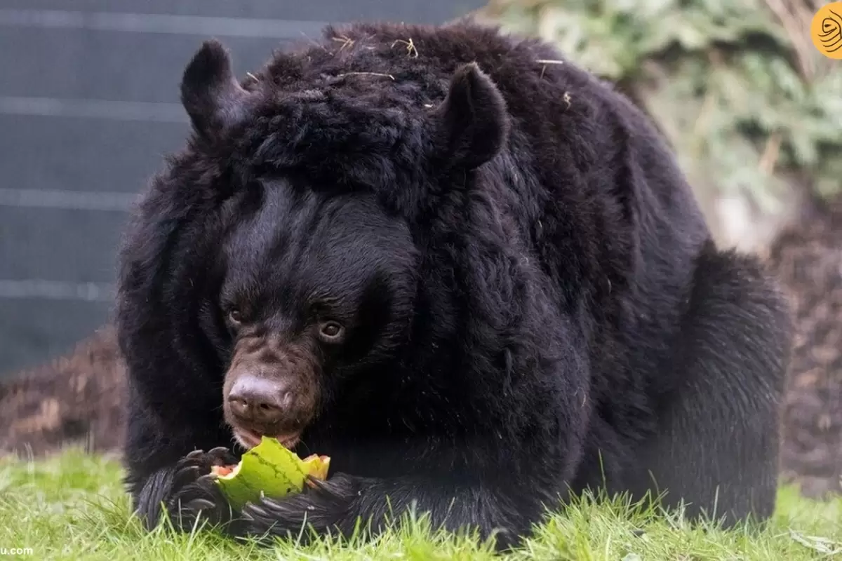 (ویدئو) خرس نجات یافته از جنگ اوکراین خانه جدیدی در اسکاتلند پیدا کرد
