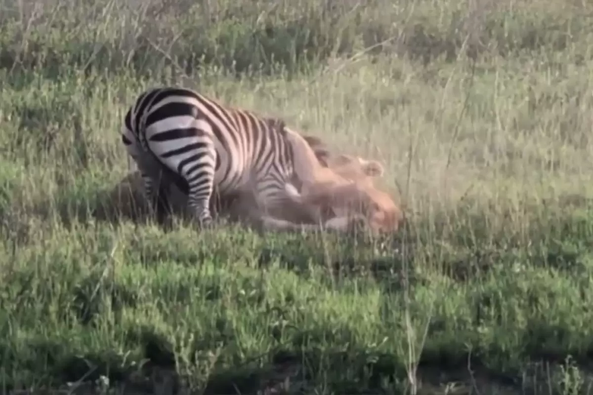 (ویدئو) شیر ماده به تنهایی یک گورخر را شکار کرد
