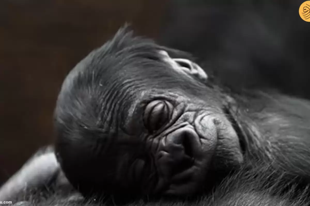 (ویدئو) تولد یک نوزاد گوریل در معرض انقراض در باغ وحش پراگ