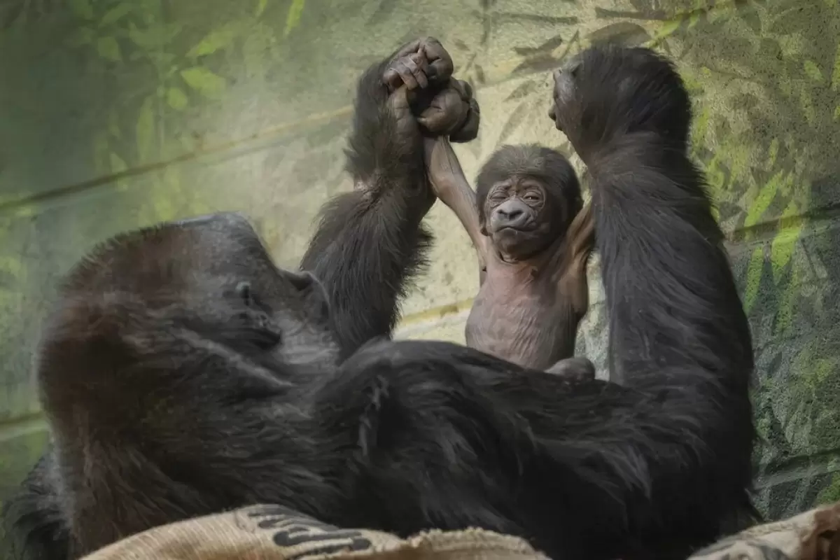 (ویدئو) گوریل در حال انقراض در باغ وحش لندن متولد شد