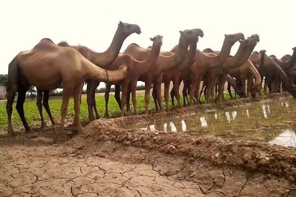 (ویدئو) فرآیند دیدنی پرورش شتر در ابوظبی