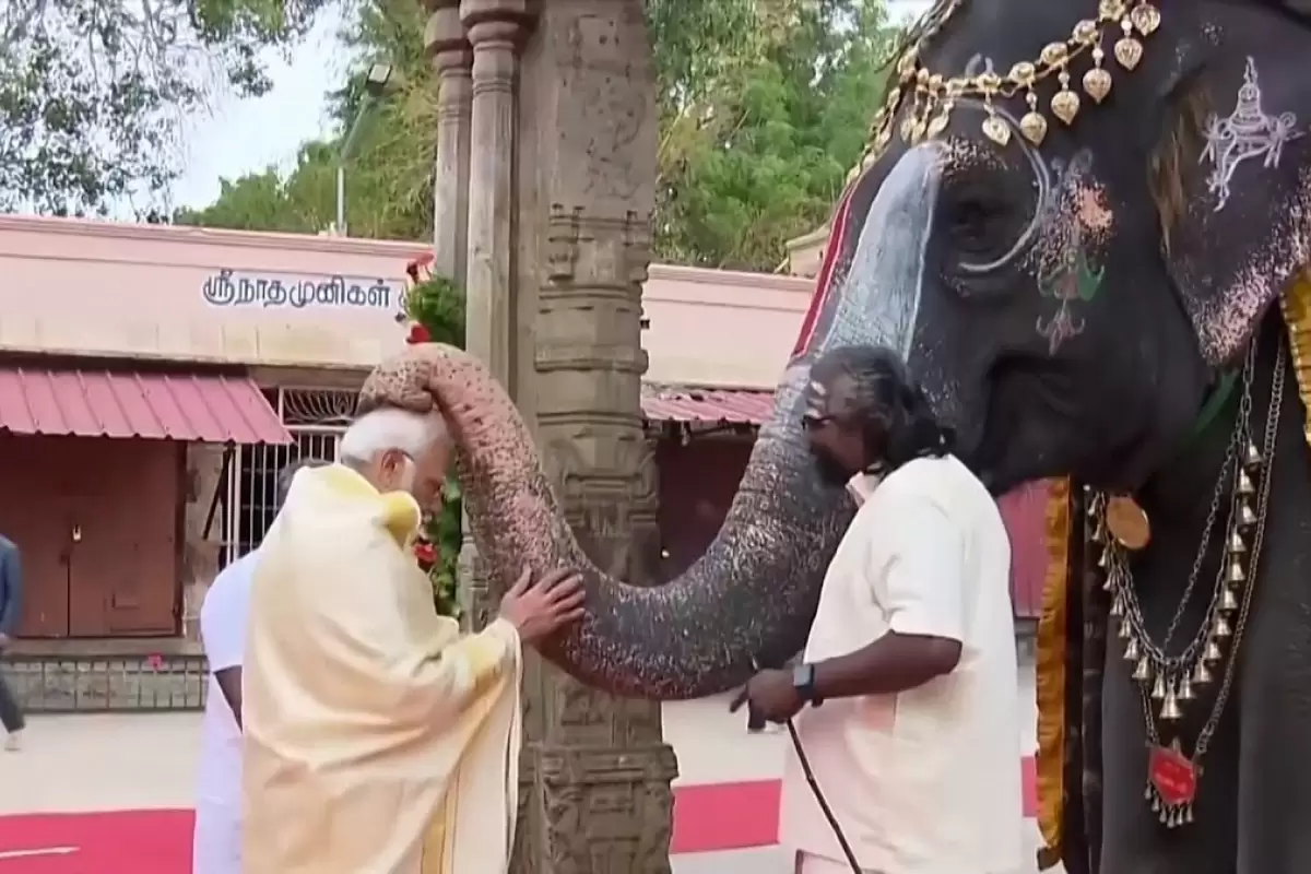 (ویدئو) نارندرا مودی از یک فیل برکت گرفت