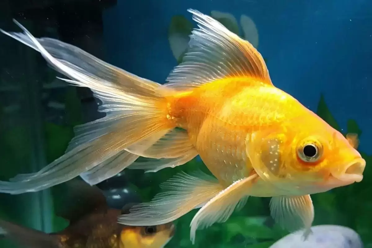 (ویدئو) ماهی عجیب با آرواره‌های دیدنی!