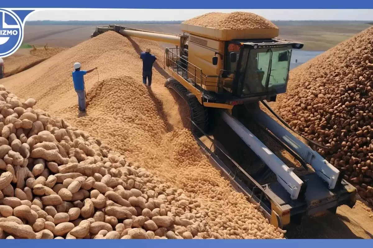 (ویدئو) کاشت و برداشت هزاران تن بادام زمینی؛ فرآوری و تهیه کره بادام در کارخانه