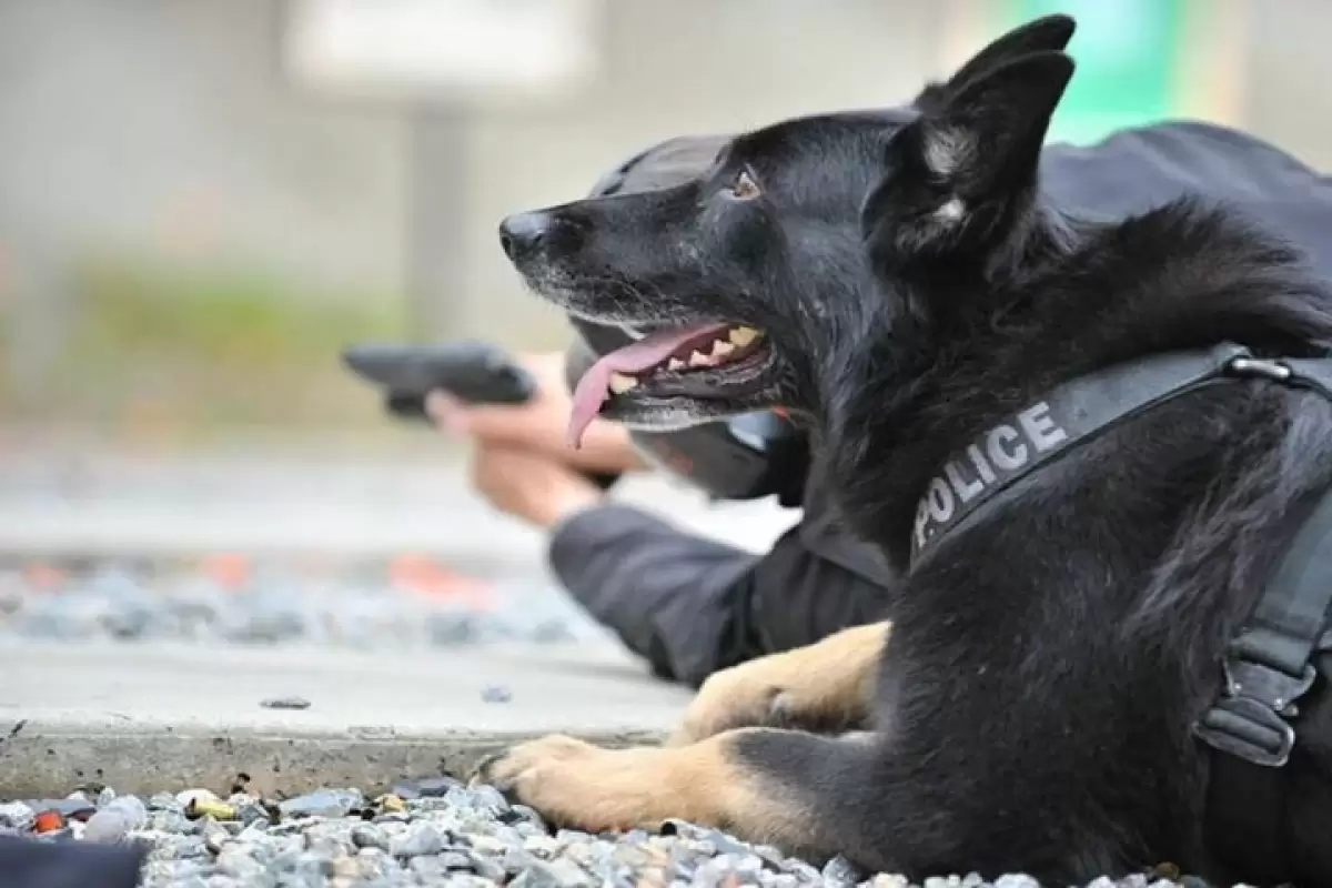 ببینید | حرکات سگ پلیس هلند در برخورد با اوباش