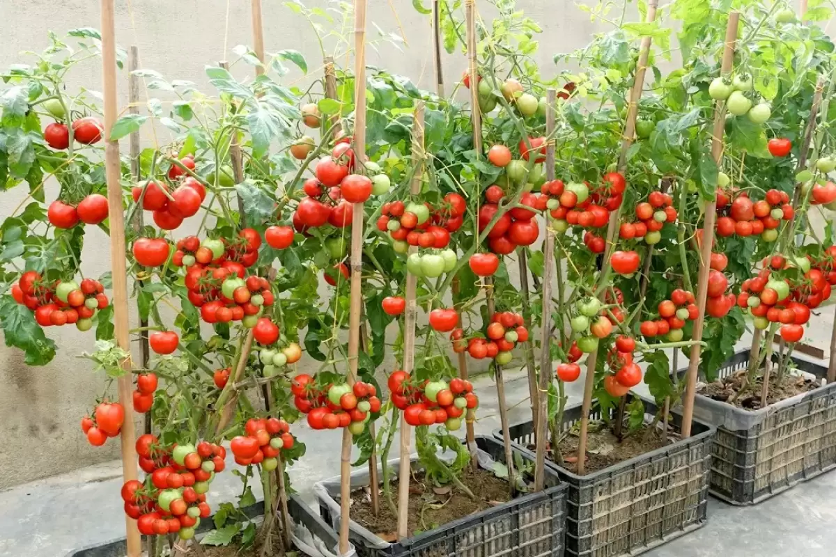 (ویدئو) چگونه در سبد پلاستیکی چند دانه گوجه بکاریم و 20 کیلو برداشت کنیم؟