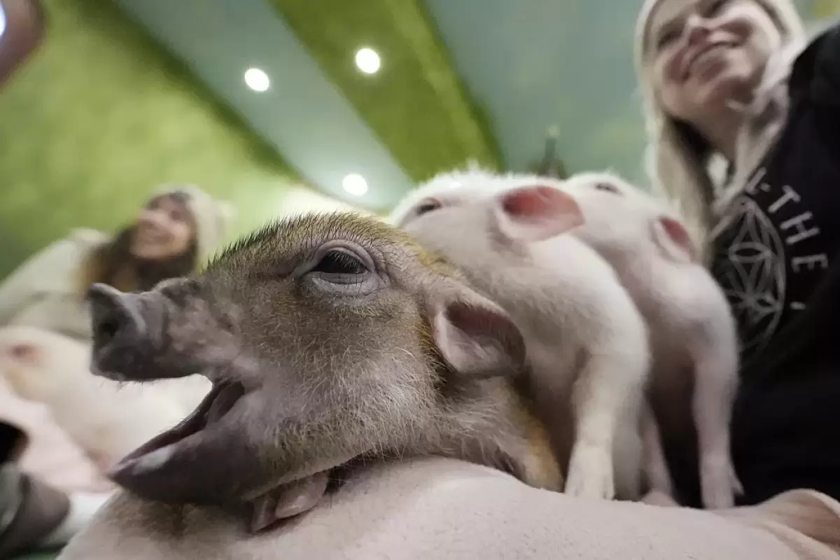 (ویدئو) در این کافه مشتریان خوک‌ها را در آغوش می‌گیرند