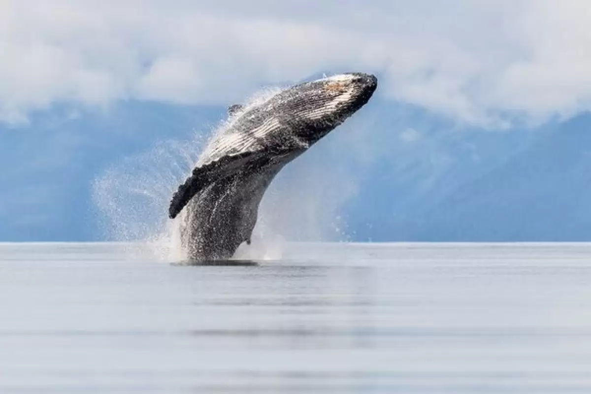 ببینید |‌ پرش نهنگ بزرگ به بیرون آب از نمای نزدیک