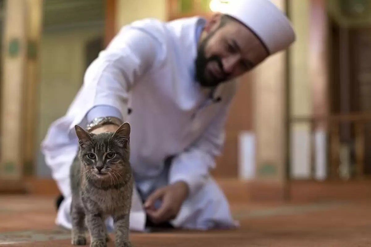 ببینید | ابراز محبت جالب یک امام جماعت با گربه سرگردان حین تلاوت قرآن
