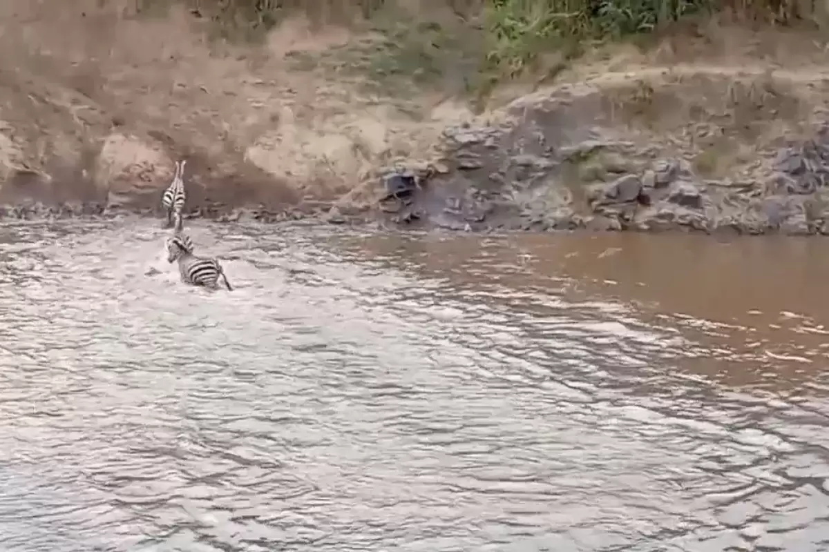 (ویدئو) گورخرهای خوش‌شانس از دست تمساح فرار کردند