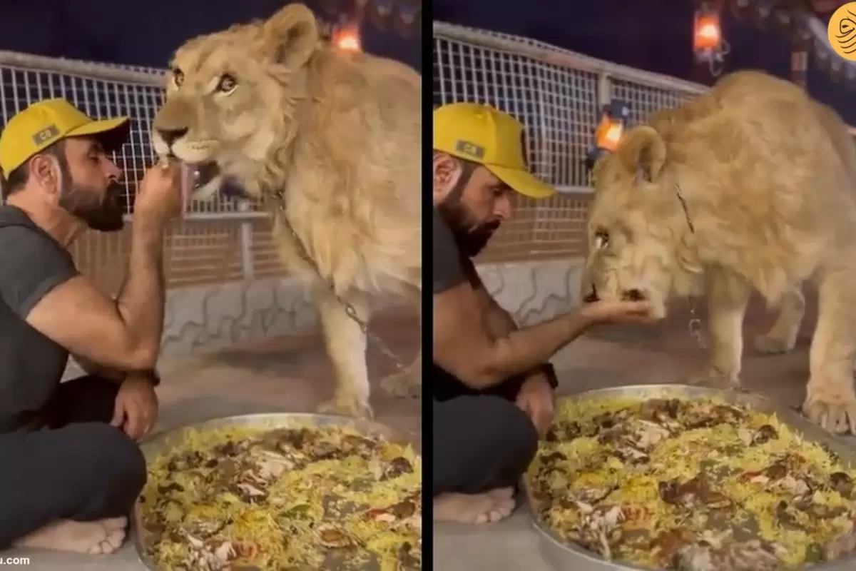 (ویدئو) وحشت کاربران از دیدن ویدئوی غذاخوردن یک شیر با مربی‌‌اش