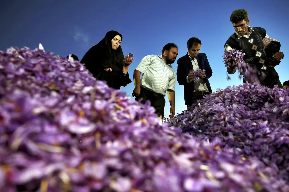 ماهانه بیش از 10 تن زعفران قاچاق می‌شود