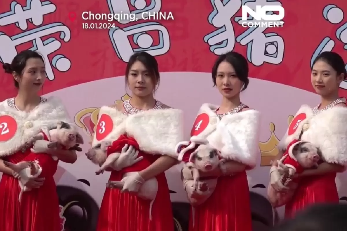 (ویدئو) مسابقه زیبایی خوک‌ها