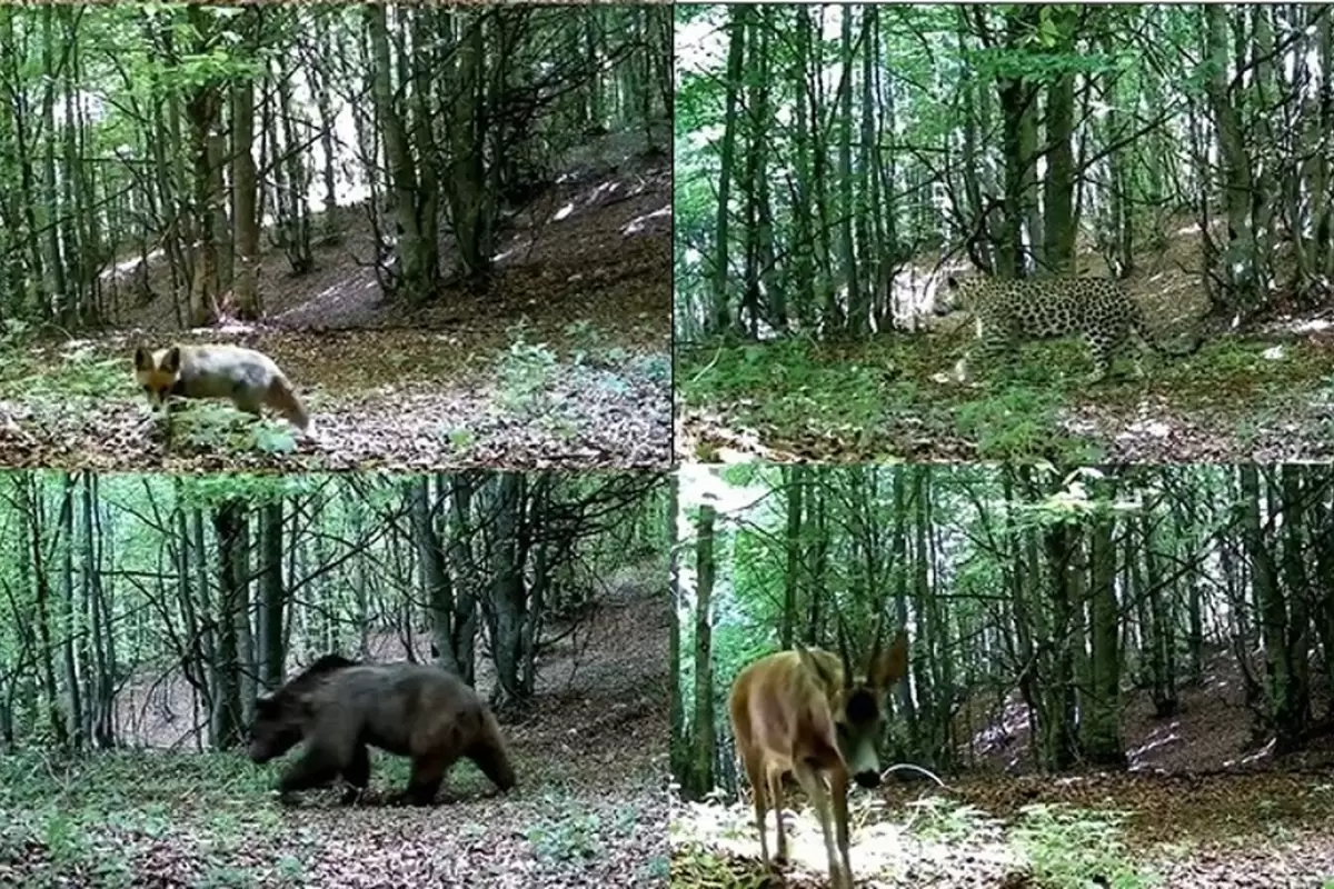 (ویدئو) خلوتِ حیات وحش را در جنگل ببینید و لذت ببرید