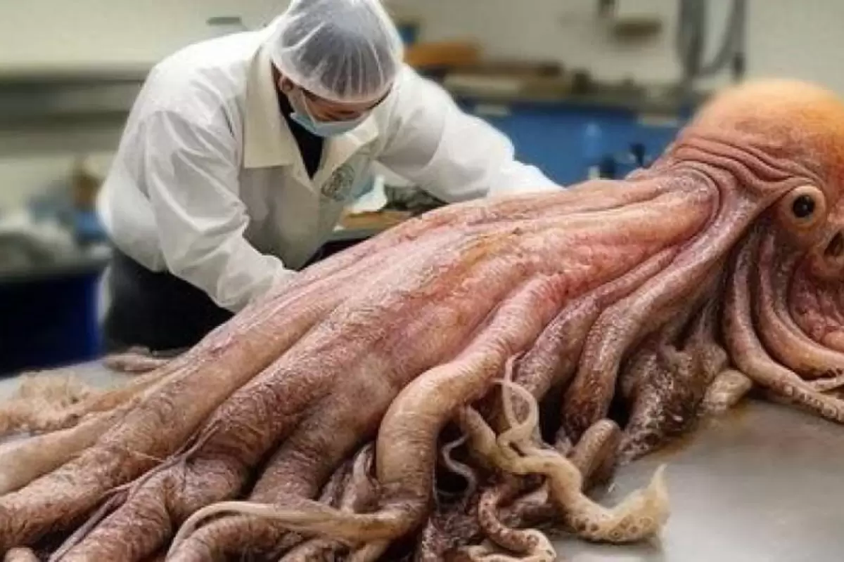 (ویدیو) فرآیند برش و بسته بندی ده‌ها تن ماهی مرکب بزرگ در کارخانه