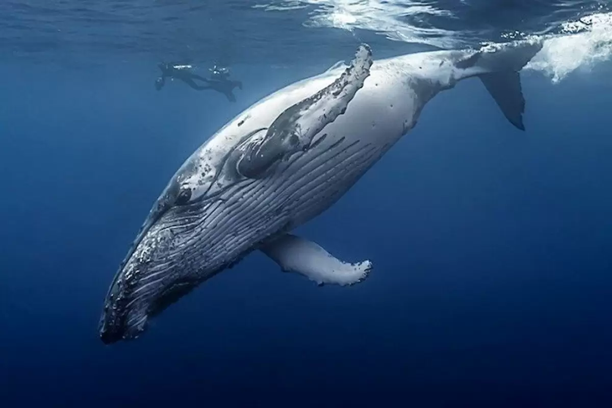 (ویدئو) شکار حیرت انگیز؛ نهنگ غول‌پیکر کروکودیل را یکجا بلعید