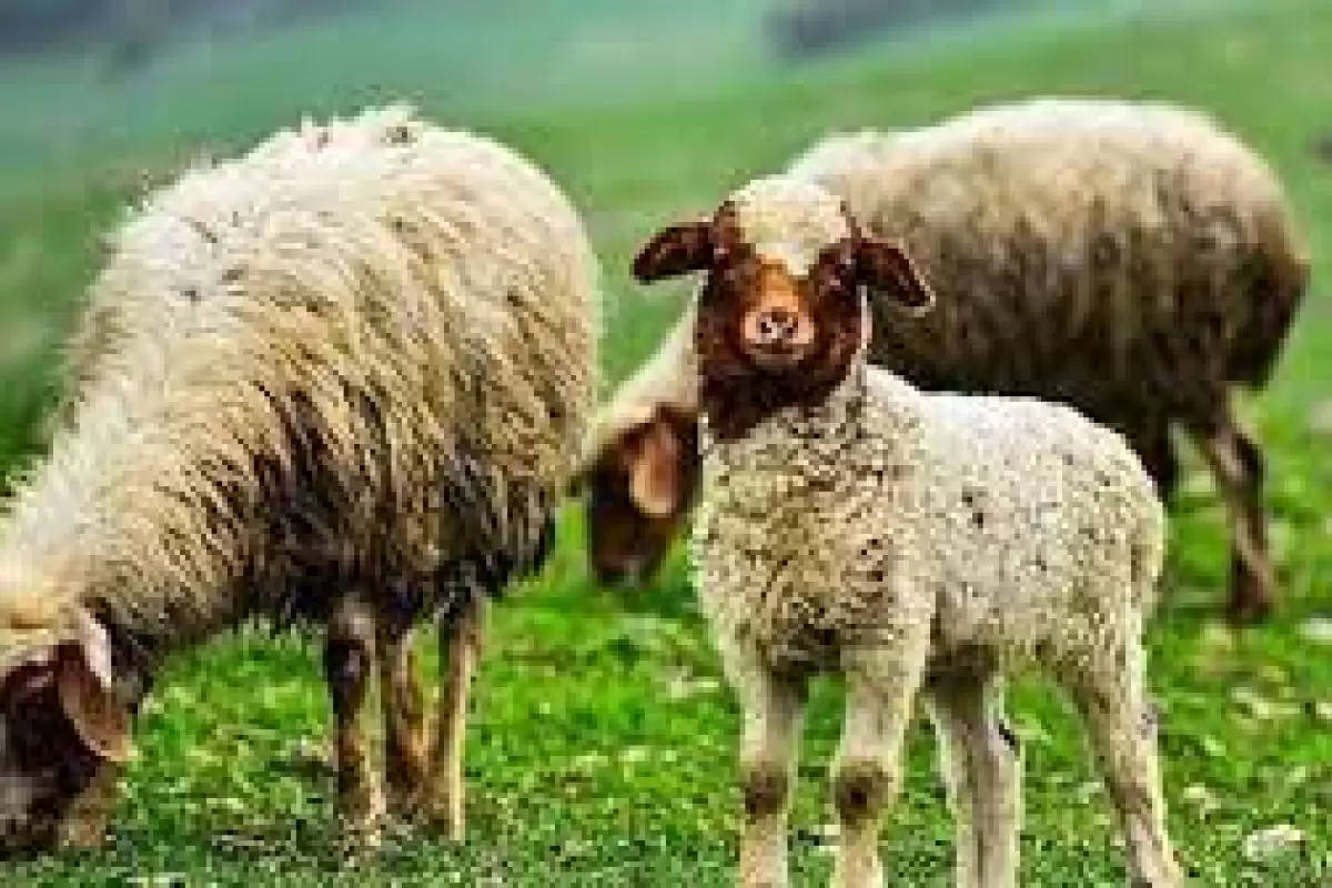 (ویدئو) پناه گرفتن مظلومانه گوسفندان برای در امان ماندن از طوفان
