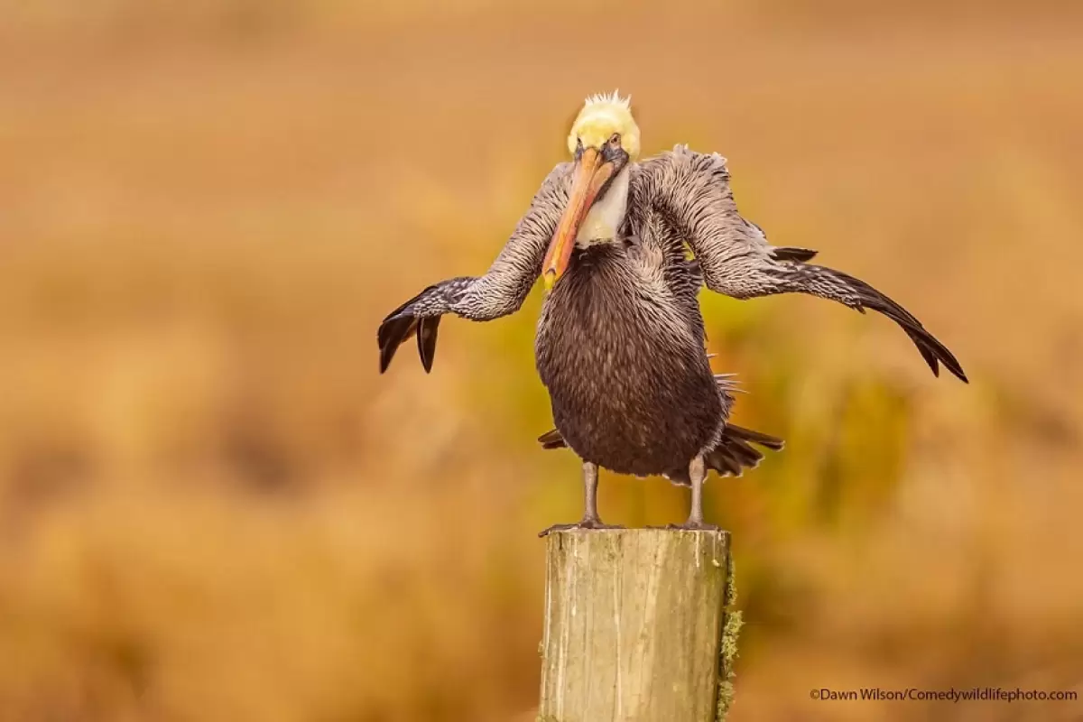 (تصاویر) بهترین عکس‌های طنز پرندگان؛ دعواهای خانودگی و ژست‌های متفاوت!