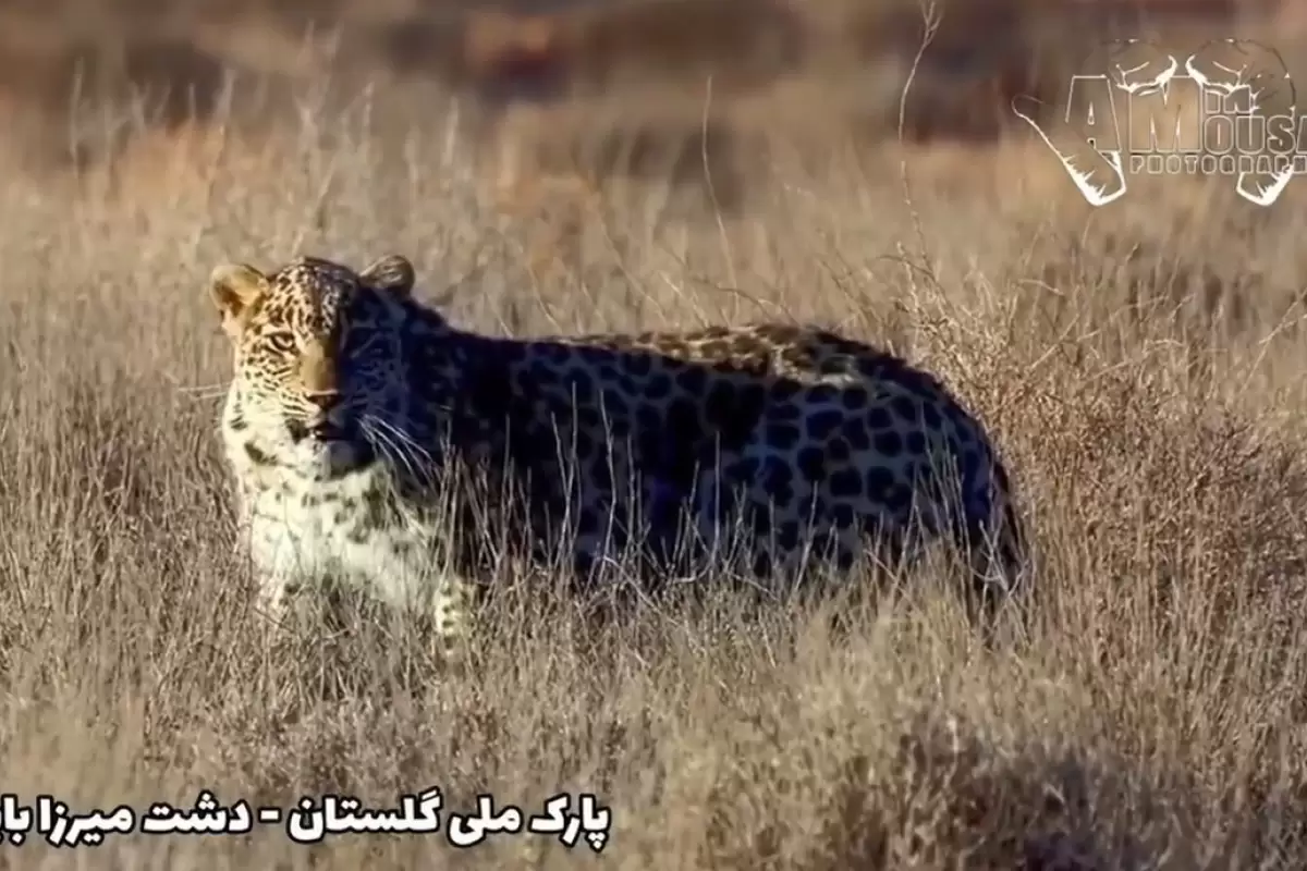 (ویدئو) چشم‌در‌چشم‌شدن با پلنگ ایرانی در پارک ملی گلستان