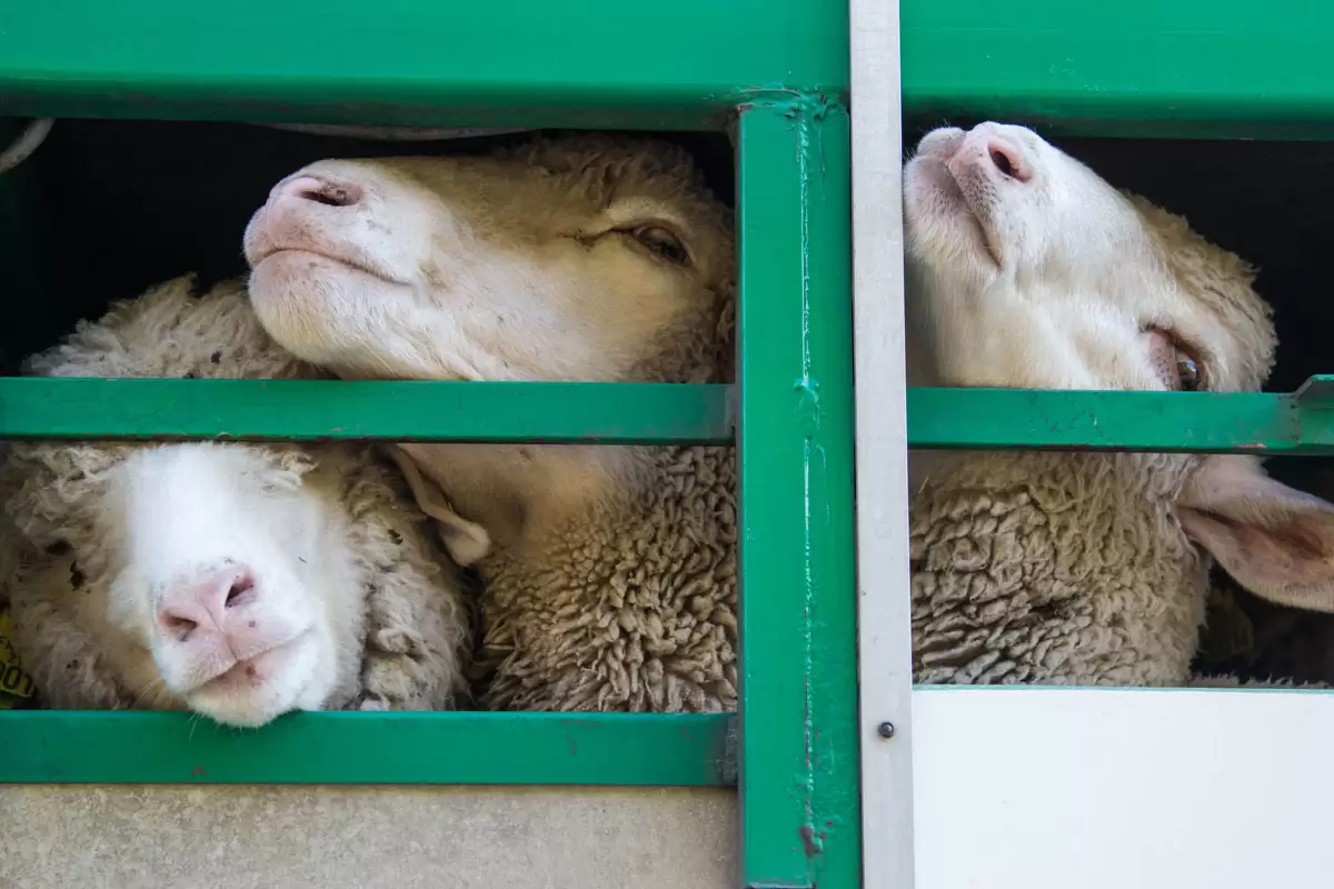 افزایش تعداد گوسفندان دامداری‌ها در پاییز امسال