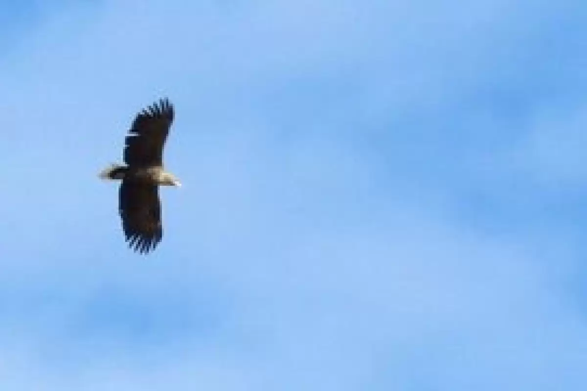 مشاهده یک گونه پرنده شکاری کمیاب در فیروزه