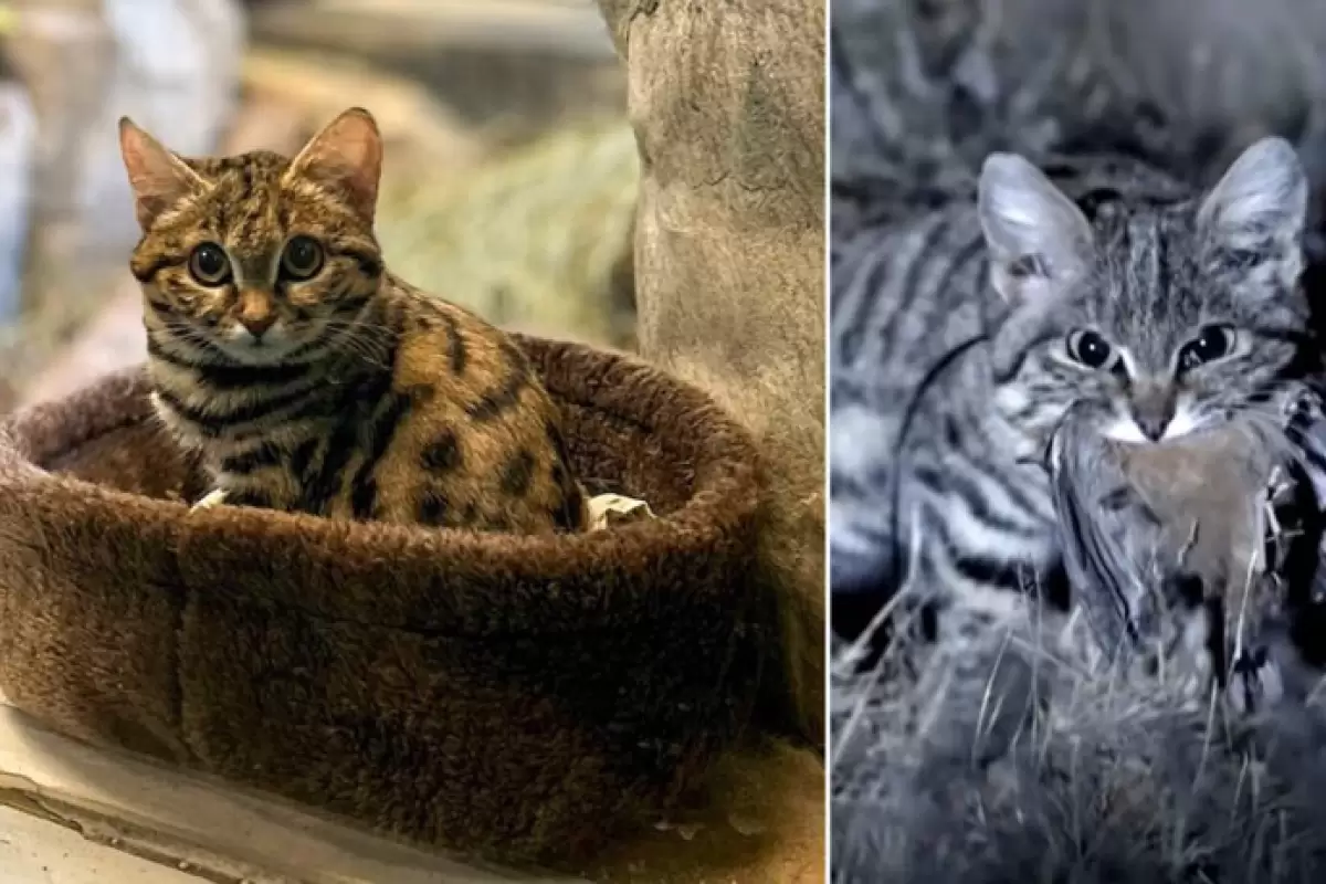 (ویدئو) گربه پاسیاه؛ عضو جدید بامزه باغ وحش که کُشنده ترین گربه جهان است