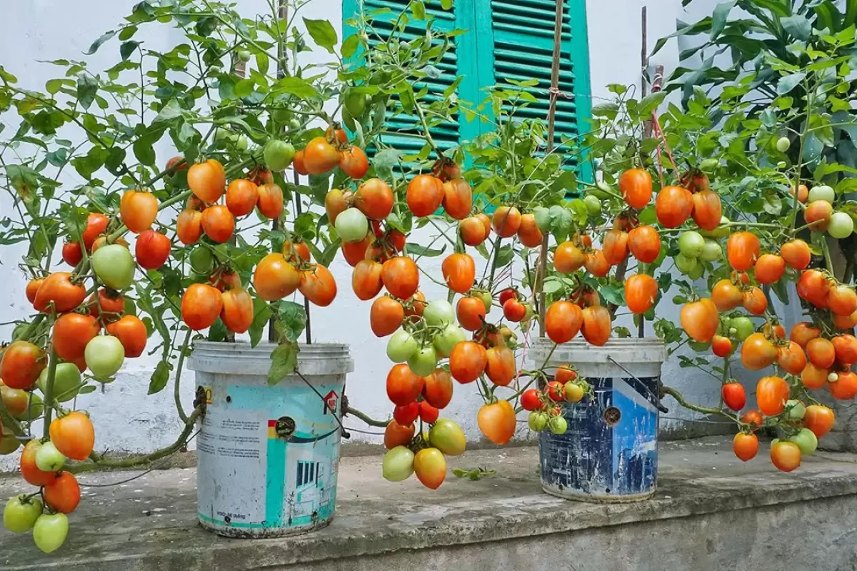 (ویدئو) یک روش ساده برای پرورش و برداشت گوجه در خانه با استفاده از پوست موز