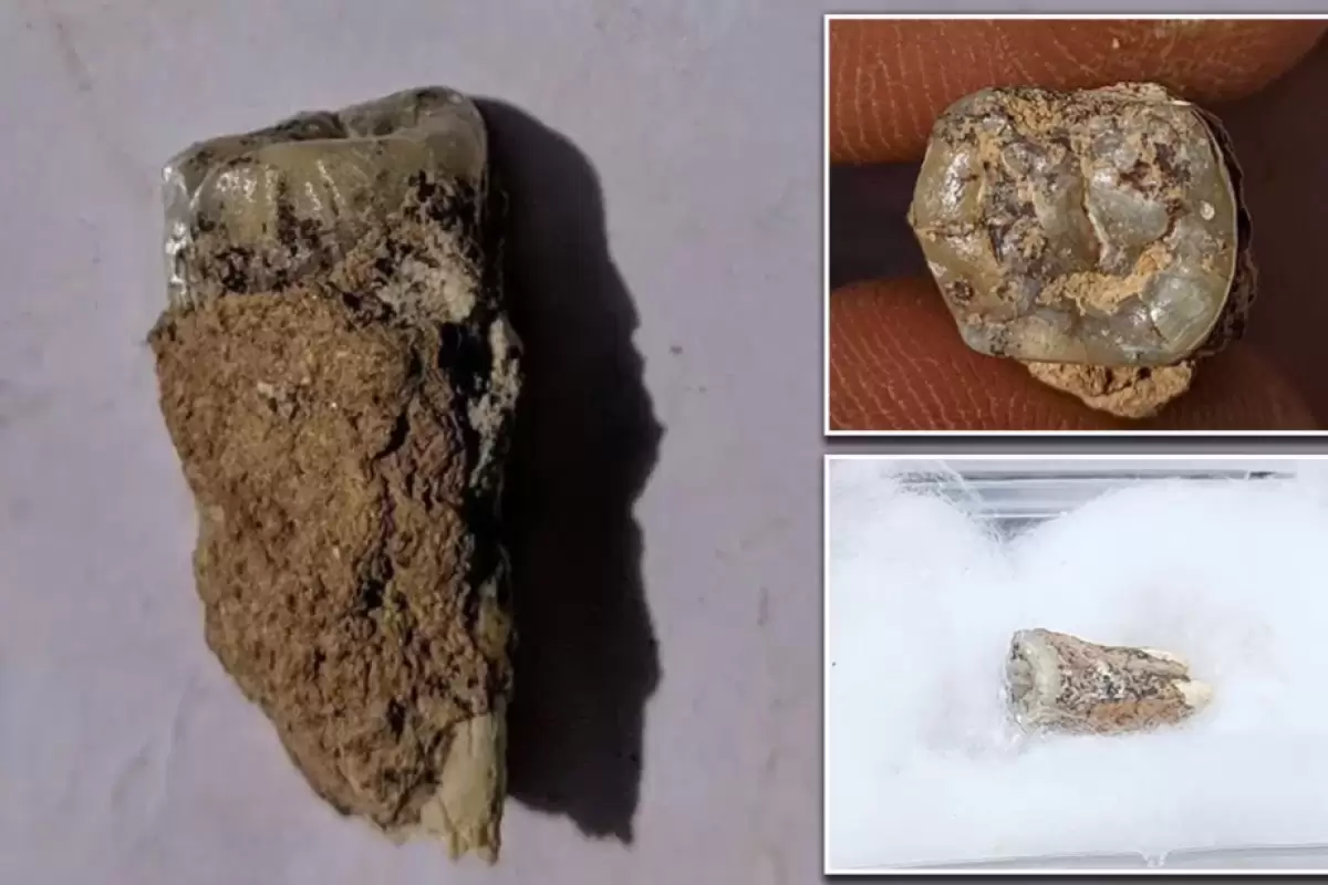کشف قدیمی‌ترین دندان جهان در خارج از آفریقا؛ میل انسان‌های اولیه به مهاجرت