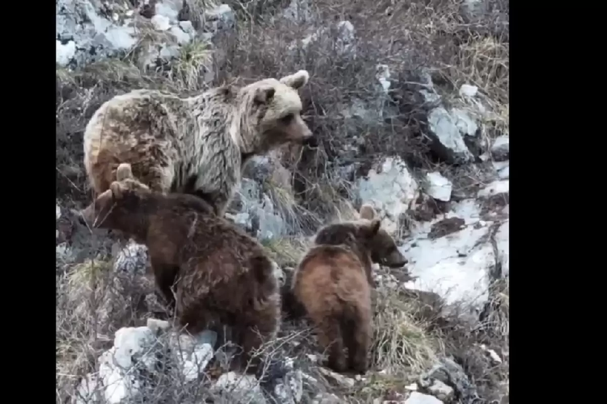 (ویدئو) کوه‌نوردی خرس مادر و دو توله‌اش به جای خواب زمستانی!