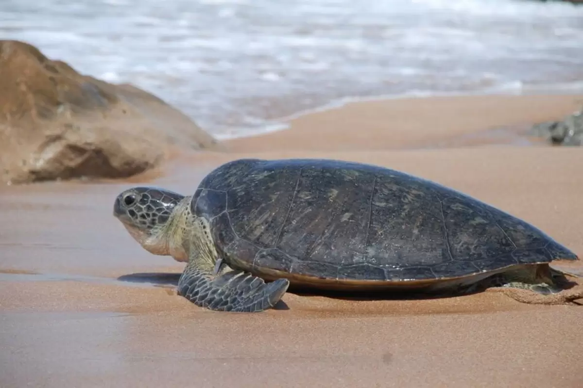 (ویدئو) لاکپشت سبز جزیره کیش بعد از عمل جراحی