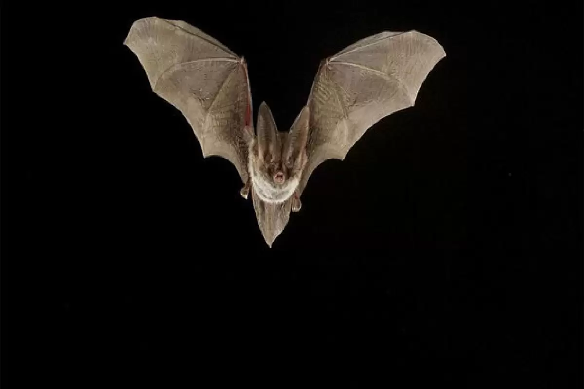 ببینید | حمله عجیب خفاش‌ها به خوابگاه دانشگاه جورجیا