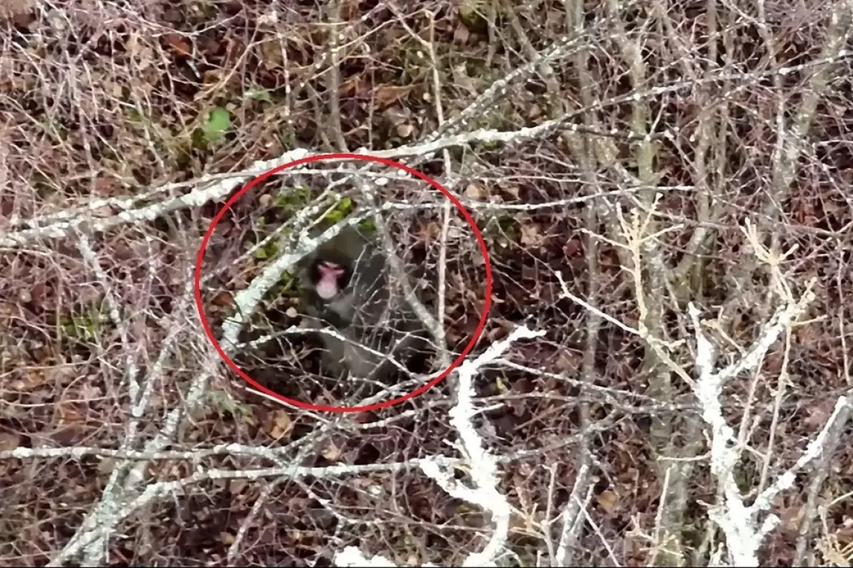 (ویدئو) رصد میمون فراری از پارک حیات وحش با پهپاد