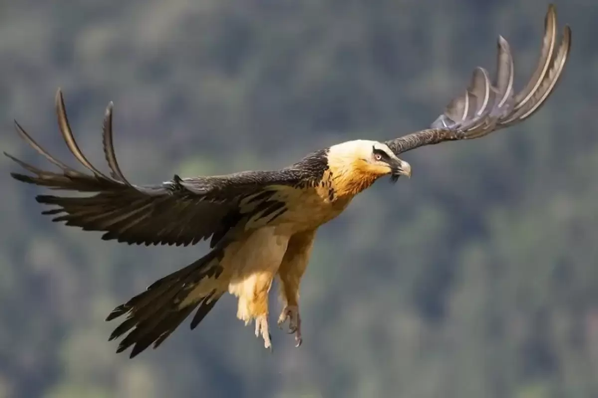 (ویدیو) فرود همای سعادت بر فراز پارک ملی گلستان