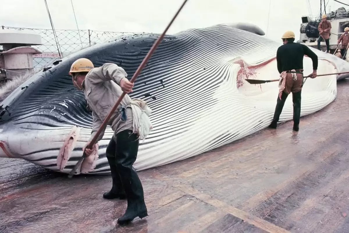 (ویدئو) فرآیند صید، برش، پردازش و بسته بندی هزاران نهنگ غول پیکر در ژاپن