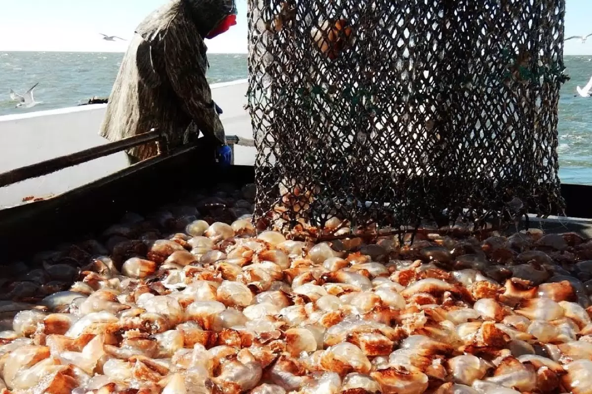 (ویدئو) فرآیند دیدنی صید صدها تن عروس دریایی و شیوه فرآوری گوشت آن در کارخانه