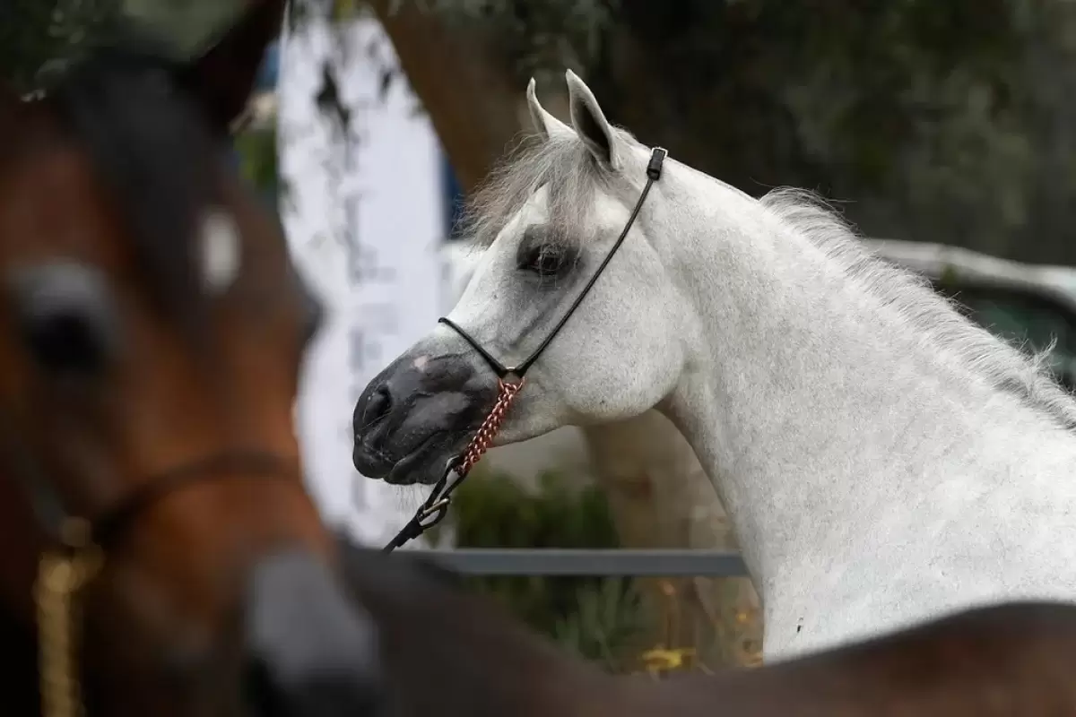 (ویدئو) جشنواره اسب‌های اصیل عرب در بغداد