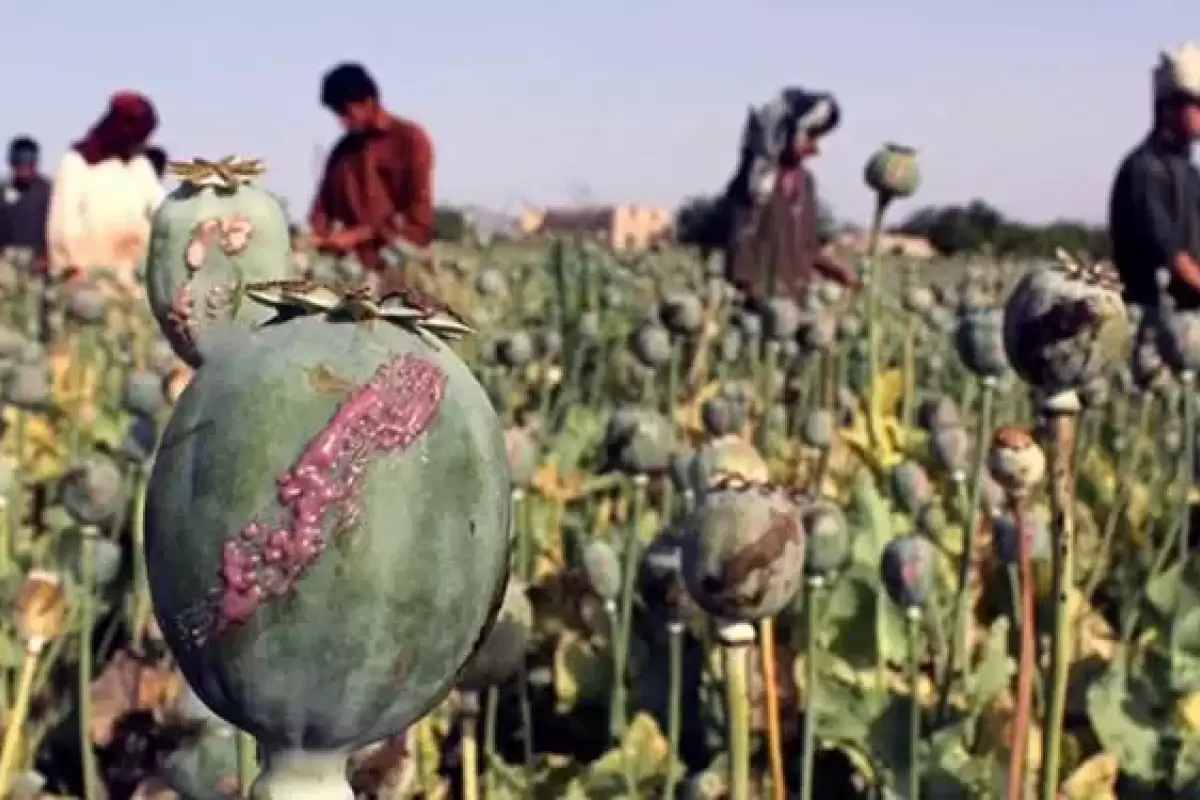 ادعای عجیب طالبان: کاشت تریاک در افغانستان به صفر رسید!
