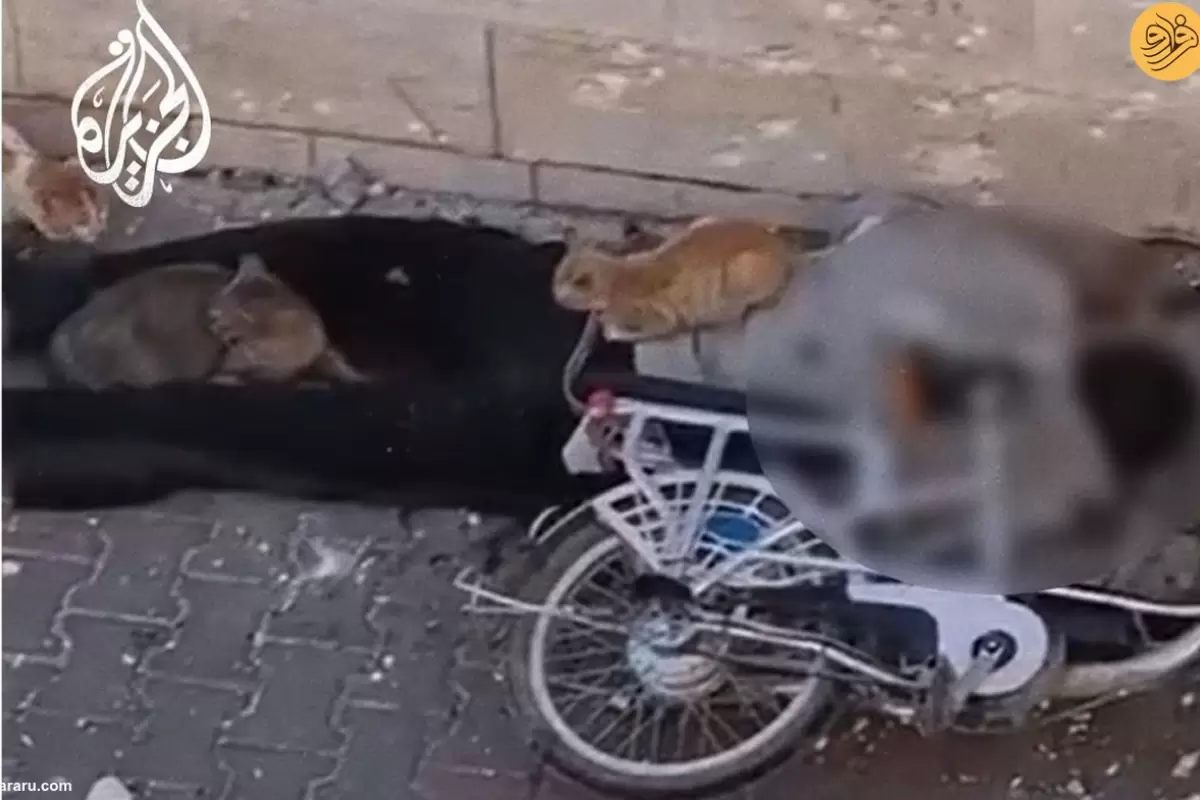 (ویدئو) جسد یک فلسطینی در محاصره گربه‌ها