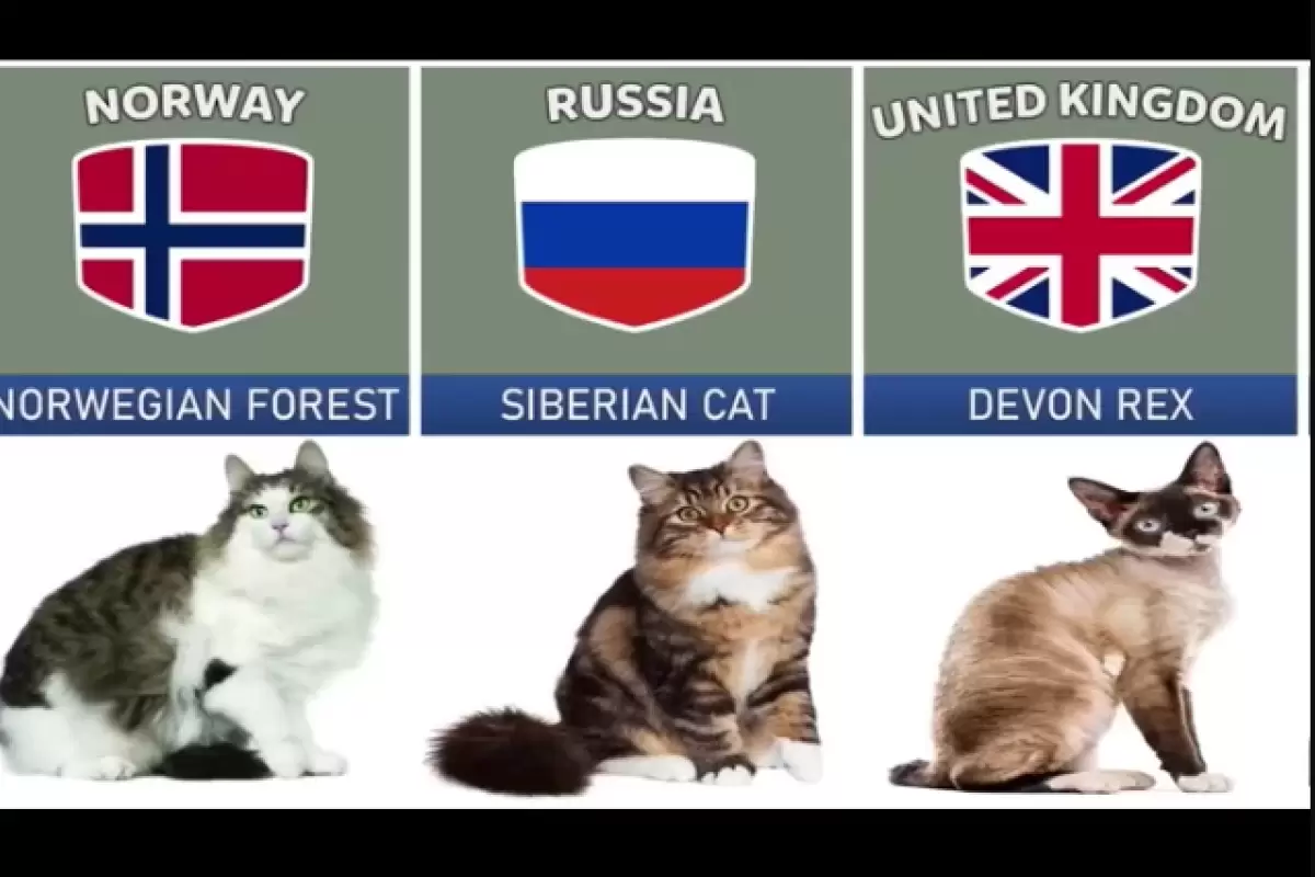 (ویدئو) گربه کدام کشور از بقیه خوشگلتره ؟