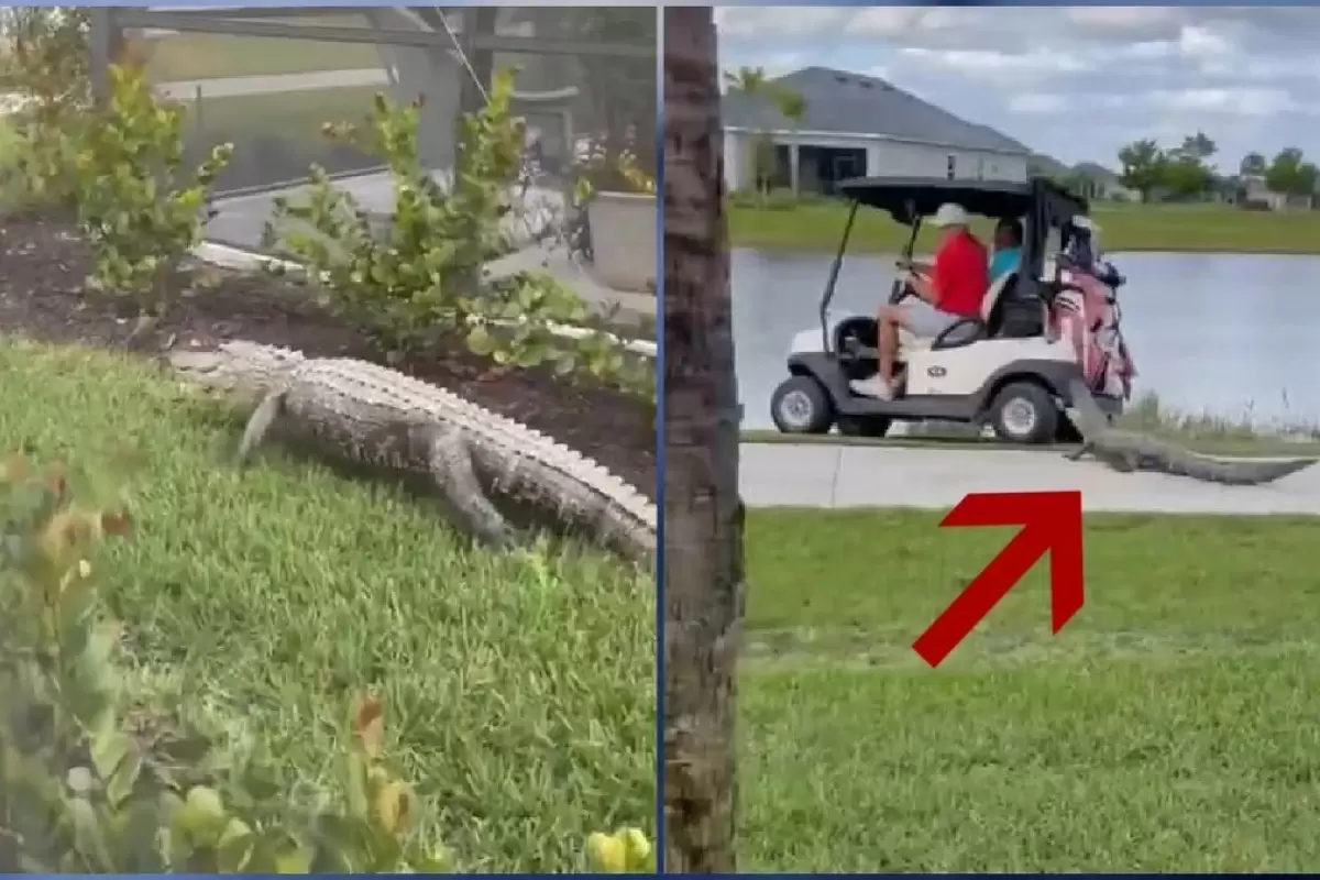 (ویدئو) حمله وحشتناک یک تمساح به ماشین گلف