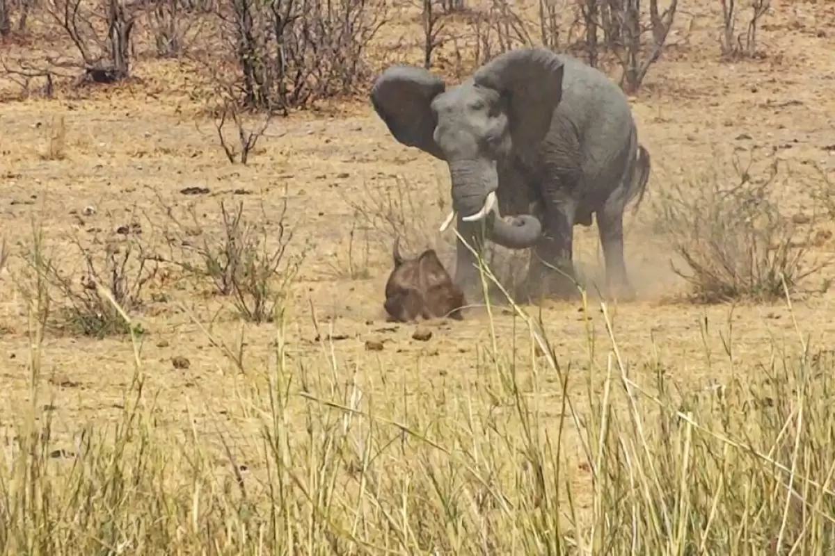 (ویدئو) فیل خشمگین با عاج‌های تیز خود گاومیش را کشت