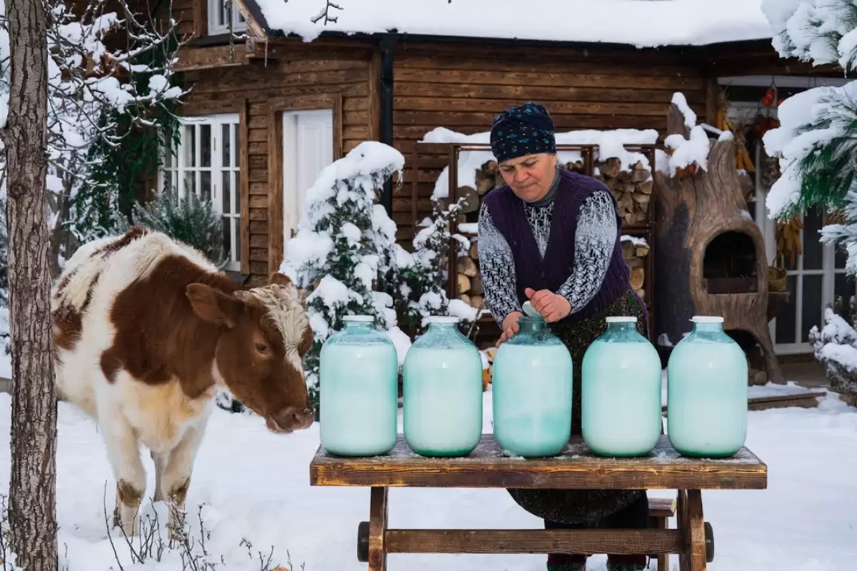 (ویدئو) فرآیند درست کردن پنیر فتا با 10 کیلو شیر گاو توسط بانوی روستایی آذربایجانی