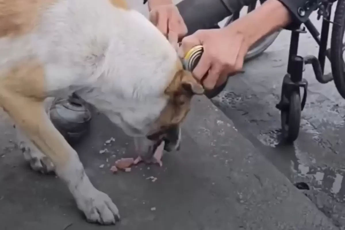 (ویدئو) غذا دادن معلول فلسطینی به سگ ولگرد پربازدید شد